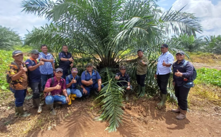 Holding Perkebunan Nusantara melalui PTPN IV Regional V Mutasikan TBM-3 ke TM-1 Seluas 1.119 Hektare pada Awal 2026