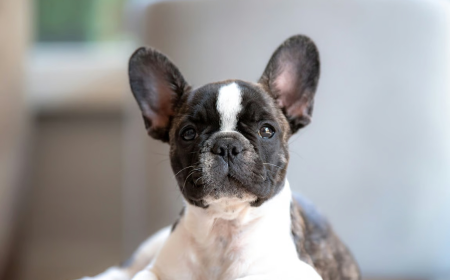 Tips Persiapan Adopsi Anjing Jenis French Bulldog