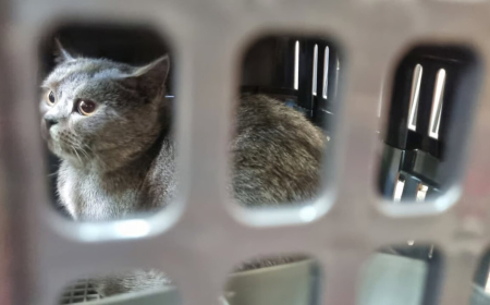 Memasuki Arus Mudik Lebaran, Pengiriman Hewan Peliharaan Via KAI Logistik Meningkat