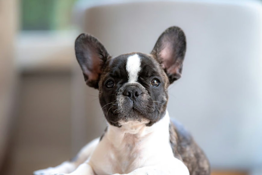 Tips Persiapan Adopsi Anjing Jenis French Bulldog