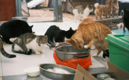 5 Kelebihan Adopsi Kucing Dari Shelter